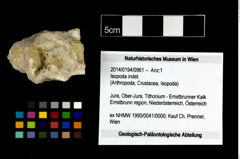 Foto (Objekt + Etikett) von Isopoda indet.  (NHMW-GEO-2014-0194-0961)
